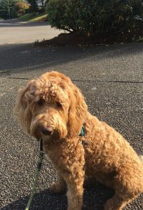 Mika (2)